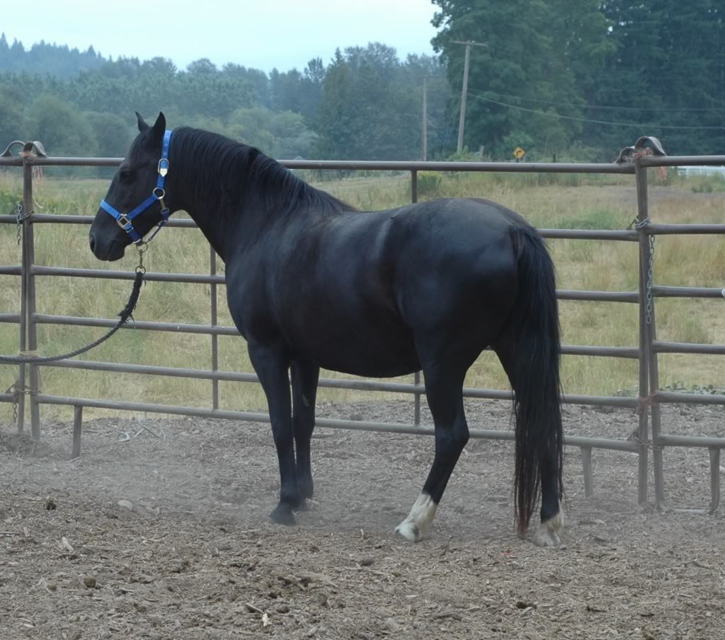 True black, smoky black, fading black Page 3 The Horse Forum